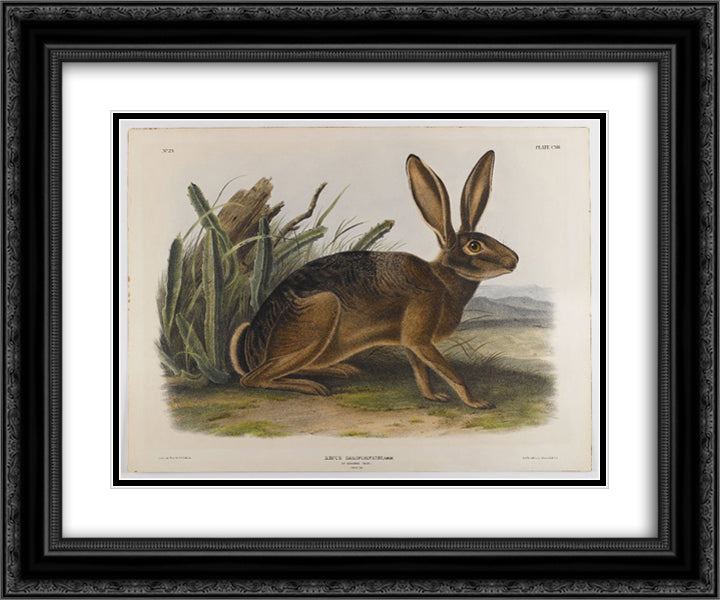 California Hare 24x20 Black Ornate Wood Framed Art Print Poster with Double Matting by Audubon, John James