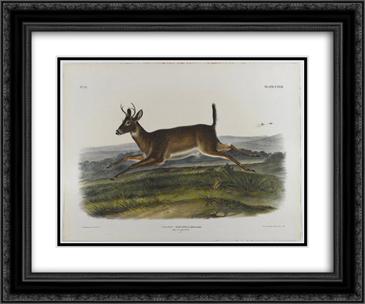 Long-Tailed Deer 24x20 Black Ornate Wood Framed Art Print Poster with Double Matting by Audubon, John James