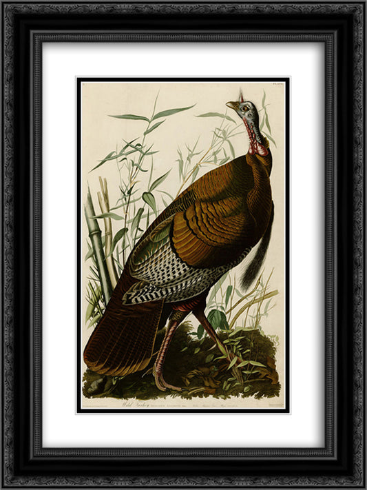 Plate 1. Wild Turkey 18x24 Black Ornate Wood Framed Art Print Poster with Double Matting by Audubon, John James