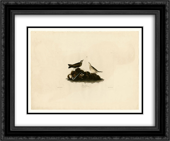 Plate 10. Brown Titlark 24x20 Black Ornate Wood Framed Art Print Poster with Double Matting by Audubon, John James