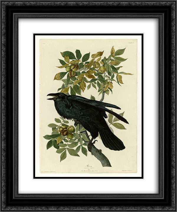 Plate 101 Raven 20x24 Black Ornate Wood Framed Art Print Poster with Double Matting by Audubon, John James