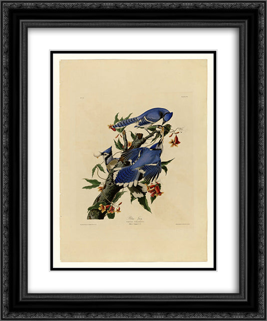 Plate 102 Blue Jay 20x24 Black Ornate Wood Framed Art Print Poster with Double Matting by Audubon, John James