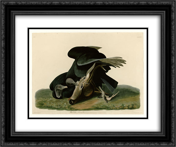 Plate 106 Black Vulture or Carrion Crow 24x20 Black Ornate Wood Framed Art Print Poster with Double Matting by Audubon, John James