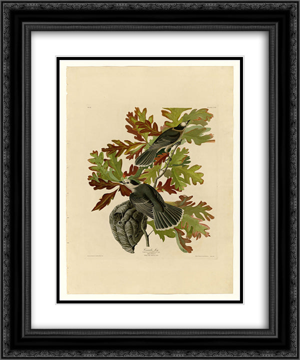 Plate 107 Canada Jay 20x24 Black Ornate Wood Framed Art Print Poster with Double Matting by Audubon, John James