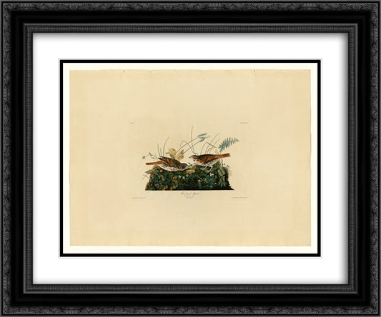 Plate 108 Fox-coloured Sparrow 24x20 Black Ornate Wood Framed Art Print Poster with Double Matting by Audubon, John James