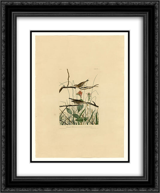 Plate 109 Savannah Finch 20x24 Black Ornate Wood Framed Art Print Poster with Double Matting by Audubon, John James