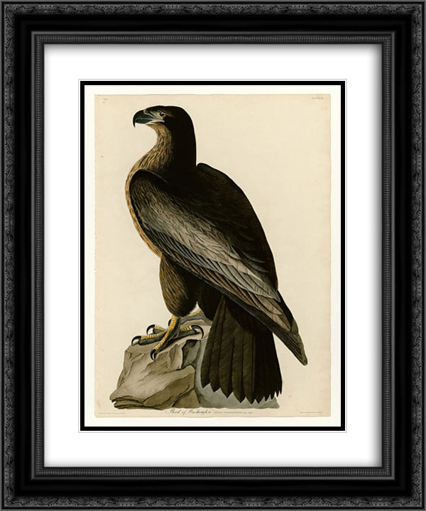 Plate 11. Bird of Washington 20x24 Black Ornate Wood Framed Art Print Poster with Double Matting by Audubon, John James