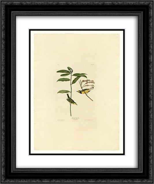 Plate 110 Hooded Warbler 20x24 Black Ornate Wood Framed Art Print Poster with Double Matting by Audubon, John James