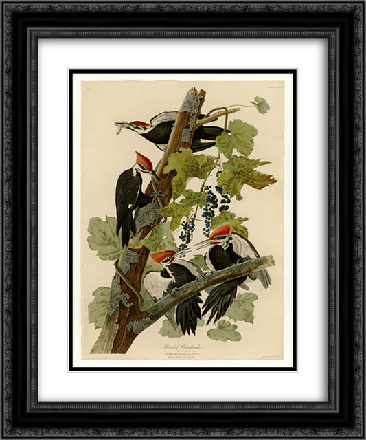 Plate 111 Pileated Woodpecker 20x24 Black Ornate Wood Framed Art Print Poster with Double Matting by Audubon, John James