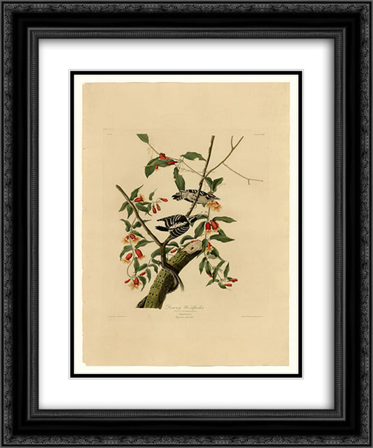 Plate 112 Downy Woodpecker 20x24 Black Ornate Wood Framed Art Print Poster with Double Matting by Audubon, John James