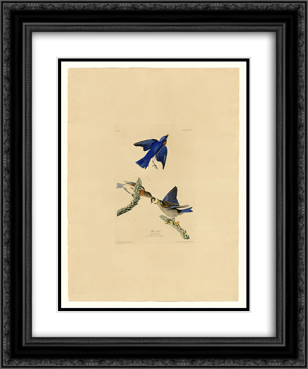 Plate 113 Blue-bird 20x24 Black Ornate Wood Framed Art Print Poster with Double Matting by Audubon, John James