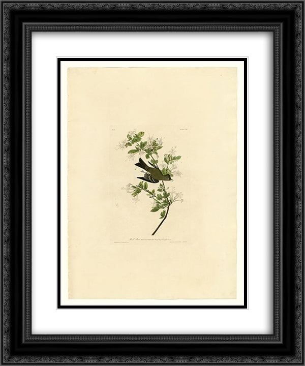 Plate 115 Wood Pewee 20x24 Black Ornate Wood Framed Art Print Poster with Double Matting by Audubon, John James