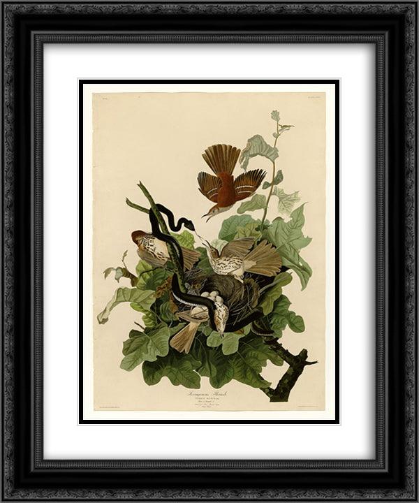 Plate 116 Ferruginous Thrush 20x24 Black Ornate Wood Framed Art Print Poster with Double Matting by Audubon, John James