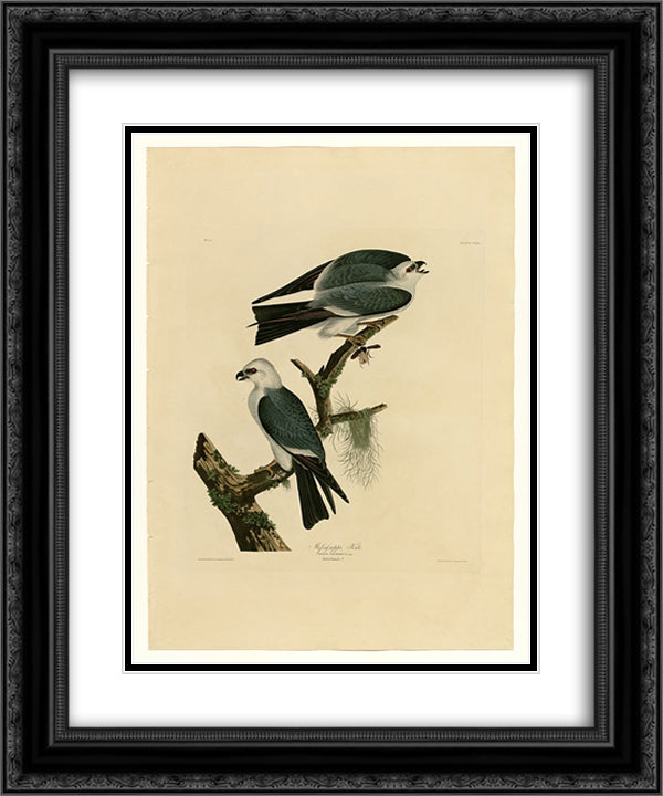 Plate 117 Mississippi Kite 20x24 Black Ornate Wood Framed Art Print Poster with Double Matting by Audubon, John James