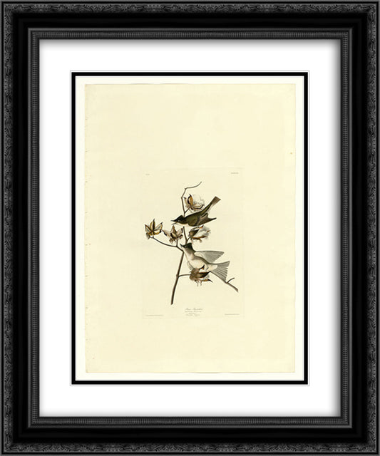 Plate 120 Pewit Flycatcher 20x24 Black Ornate Wood Framed Art Print Poster with Double Matting by Audubon, John James