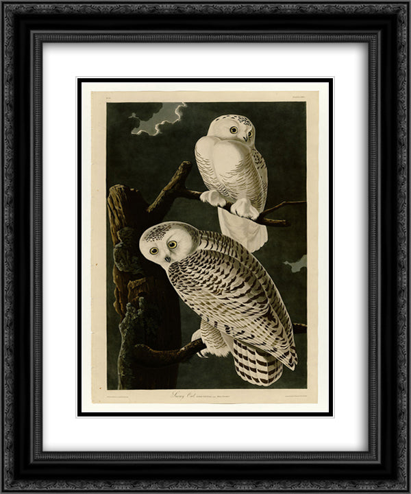 Plate 121 Snowy Owl 20x24 Black Ornate Wood Framed Art Print Poster with Double Matting by Audubon, John James