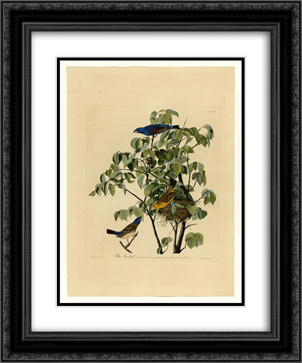 Plate 122 Blue Grosbeak 20x24 Black Ornate Wood Framed Art Print Poster with Double Matting by Audubon, John James