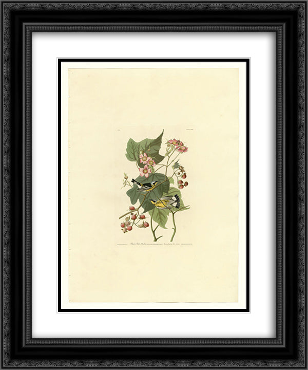 Plate 123 Black & Yellow Warblers 20x24 Black Ornate Wood Framed Art Print Poster with Double Matting by Audubon, John James