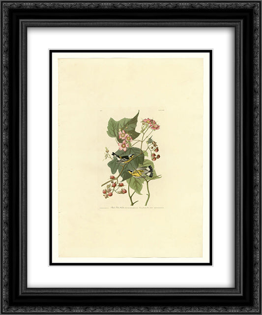 Plate 123 Black & Yellow Warblers 20x24 Black Ornate Wood Framed Art Print Poster with Double Matting by Audubon, John James