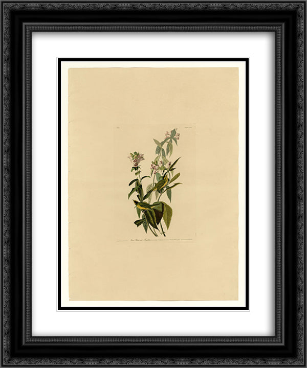 Plate 124 Green Black-capt Flycatcher 20x24 Black Ornate Wood Framed Art Print Poster with Double Matting by Audubon, John James