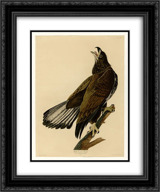 Plate 126 White-headed Eagle 20x24 Black Ornate Wood Framed Art Print Poster with Double Matting by Audubon, John James