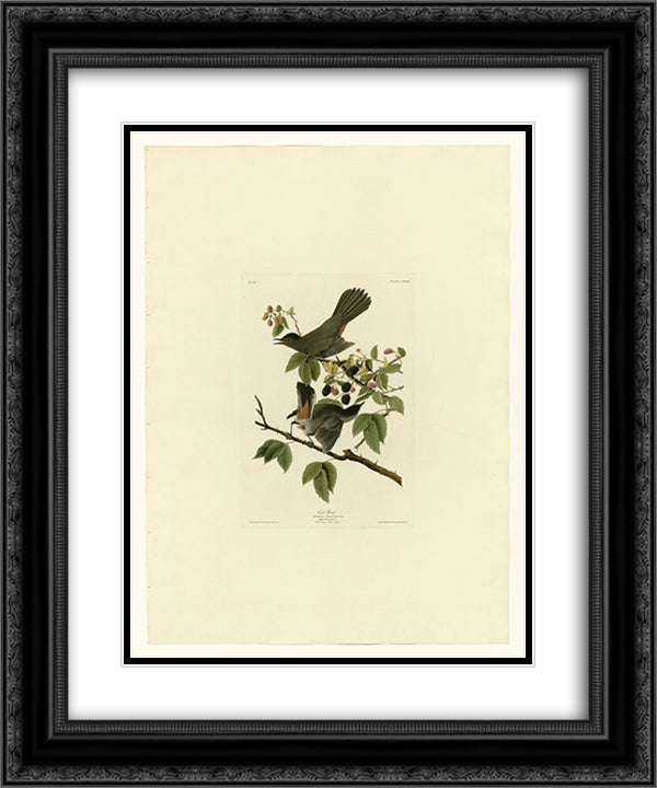 Plate 128 Cat Bird 20x24 Black Ornate Wood Framed Art Print Poster with Double Matting by Audubon, John James