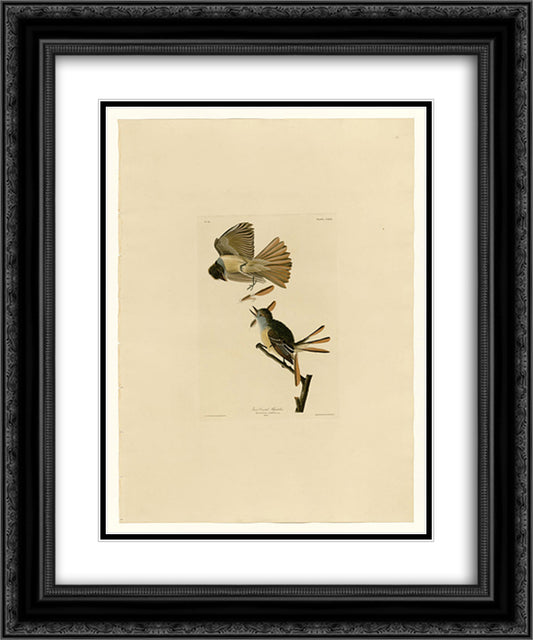 Plate 129 Great Crested Flycatcher 20x24 Black Ornate Wood Framed Art Print Poster with Double Matting by Audubon, John James