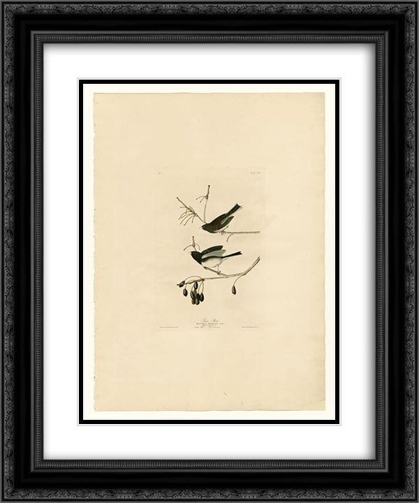 Plate 13. Snow Bird 20x24 Black Ornate Wood Framed Art Print Poster with Double Matting by Audubon, John James