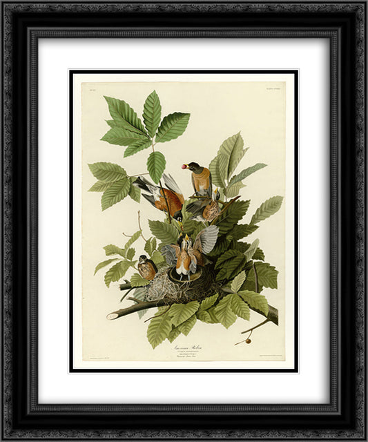 Plate 131 American Robin 20x24 Black Ornate Wood Framed Art Print Poster with Double Matting by Audubon, John James