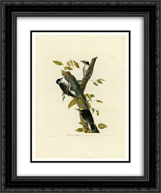 Plate 132 Three-toed Woodpecker 20x24 Black Ornate Wood Framed Art Print Poster with Double Matting by Audubon, John James