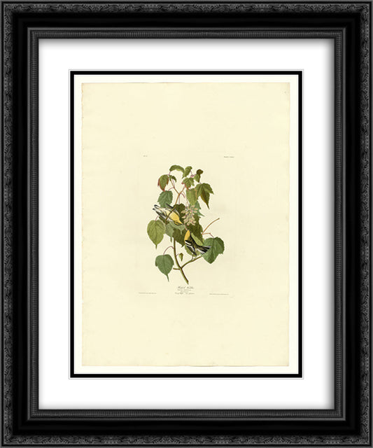 Plate 134 Hemlock Warbler 20x24 Black Ornate Wood Framed Art Print Poster with Double Matting by Audubon, John James