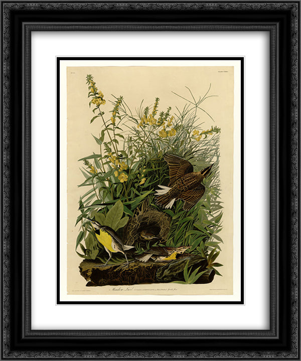 Plate 136 Meadow Lark 20x24 Black Ornate Wood Framed Art Print Poster with Double Matting by Audubon, John James