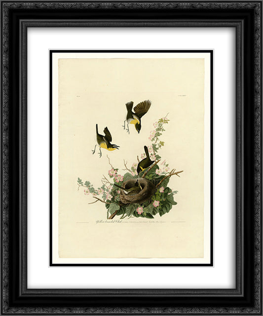 Plate 137 Yellow-breasted Chat 20x24 Black Ornate Wood Framed Art Print Poster with Double Matting by Audubon, John James