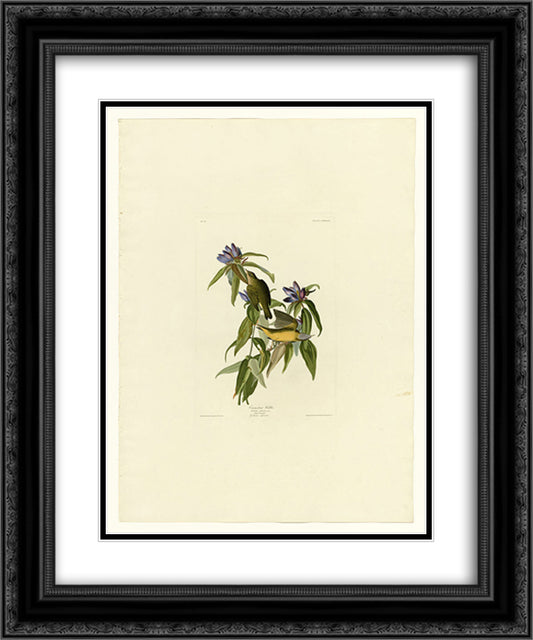 Plate 138 Connecticut Warbler 20x24 Black Ornate Wood Framed Art Print Poster with Double Matting by Audubon, John James