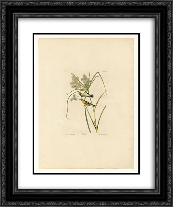 Plate 14. Prairie Warbler 20x24 Black Ornate Wood Framed Art Print Poster with Double Matting by Audubon, John James