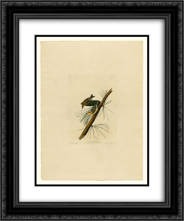 Plate 140 Pine Creeping Warbler 20x24 Black Ornate Wood Framed Art Print Poster with Double Matting by Audubon, John James