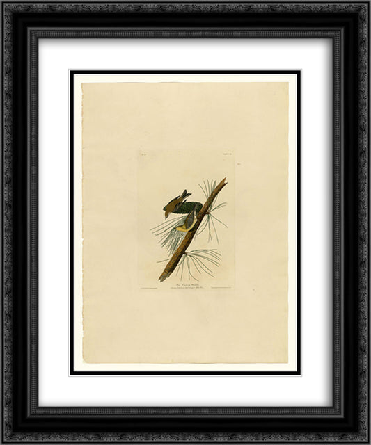 Plate 140 Pine Creeping Warbler 20x24 Black Ornate Wood Framed Art Print Poster with Double Matting by Audubon, John James