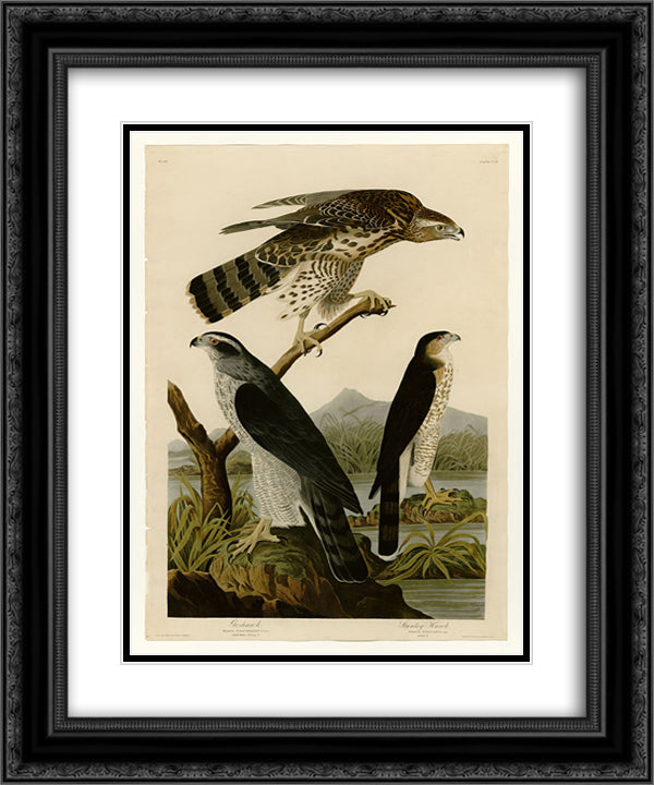 Plate 141 I. Goshawk - 2. Stanley Hawk 20x24 Black Ornate Wood Framed Art Print Poster with Double Matting by Audubon, John James