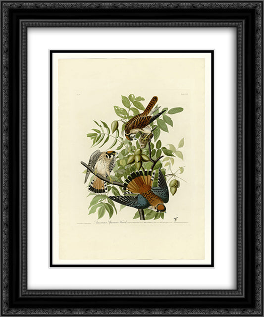 Plate 142 American Sparrow Hawk 20x24 Black Ornate Wood Framed Art Print Poster with Double Matting by Audubon, John James