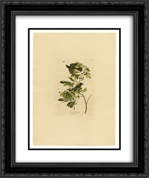 Plate 144 Small Green Crested Flycatcher 20x24 Black Ornate Wood Framed Art Print Poster with Double Matting by Audubon, John James