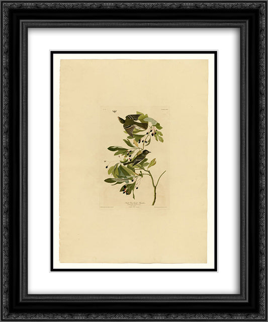 Plate 144 Small Green Crested Flycatcher 20x24 Black Ornate Wood Framed Art Print Poster with Double Matting by Audubon, John James