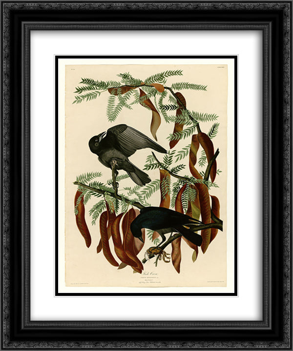 Plate 146 Fish Crow 20x24 Black Ornate Wood Framed Art Print Poster with Double Matting by Audubon, John James