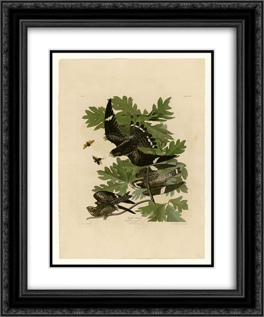 Plate 147 Night Hawk 20x24 Black Ornate Wood Framed Art Print Poster with Double Matting by Audubon, John James