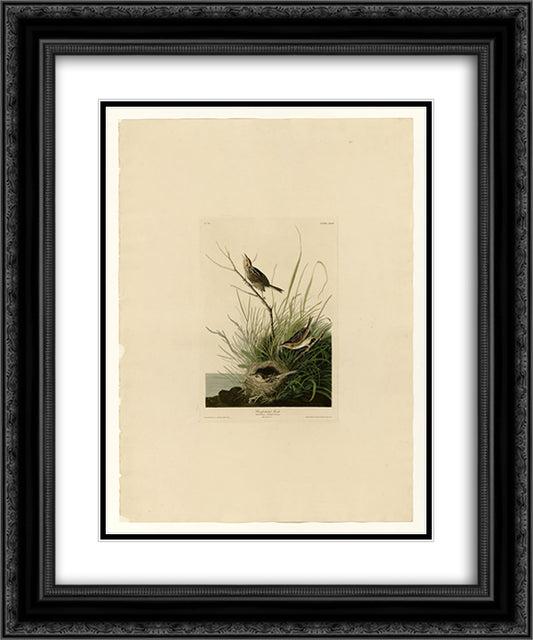 Plate 149 Sharp-tailed Finch 20x24 Black Ornate Wood Framed Art Print Poster with Double Matting by Audubon, John James