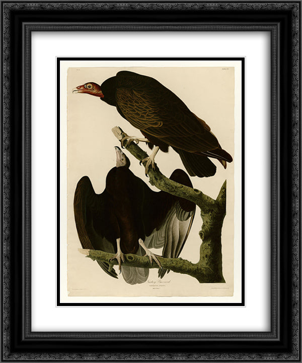 Plate 151 Turkey Buzzard 20x24 Black Ornate Wood Framed Art Print Poster with Double Matting by Audubon, John James