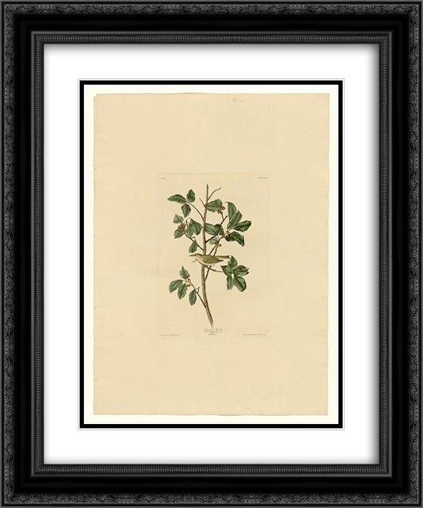 Plate 154 Tennessee Warbler 20x24 Black Ornate Wood Framed Art Print Poster with Double Matting by Audubon, John James