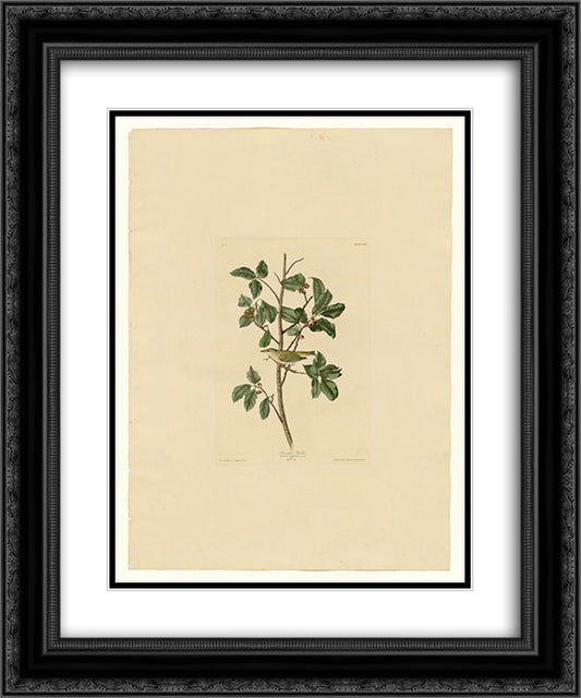 Plate 154 Tennessee Warbler 20x24 Black Ornate Wood Framed Art Print Poster with Double Matting by Audubon, John James