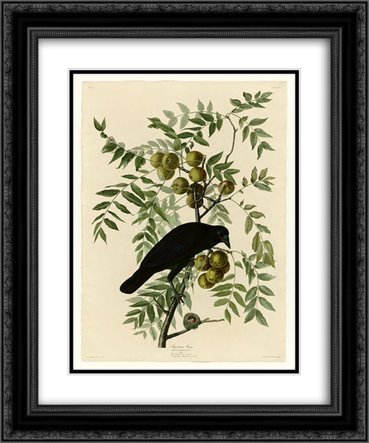 Plate 156 American Crow 20x24 Black Ornate Wood Framed Art Print Poster with Double Matting by Audubon, John James