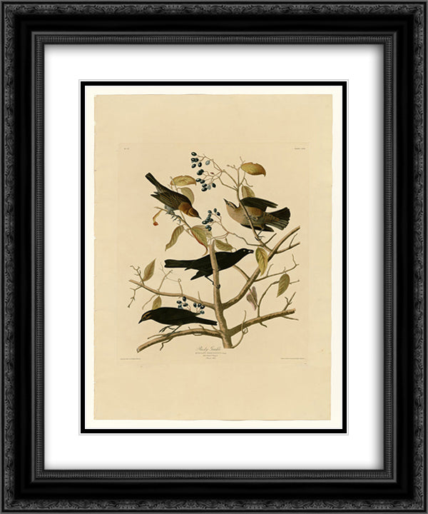 Plate 157 Rusty Grakle 20x24 Black Ornate Wood Framed Art Print Poster with Double Matting by Audubon, John James