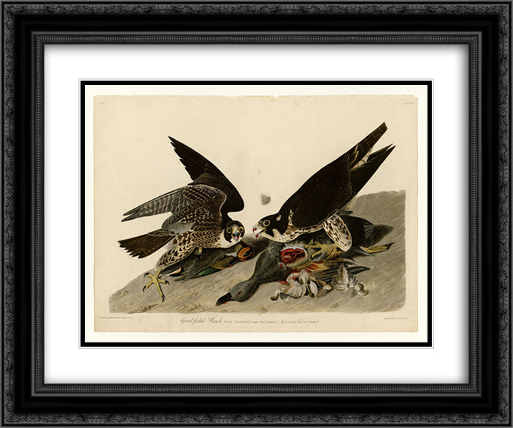 Plate 16. Great-footed Hawk 24x20 Black Ornate Wood Framed Art Print Poster with Double Matting by Audubon, John James